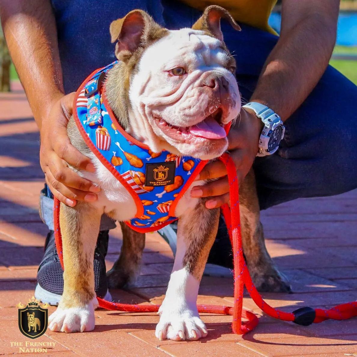 “Finger Licking Good"  Adjustable Harness ✨Bulldog collection ✨