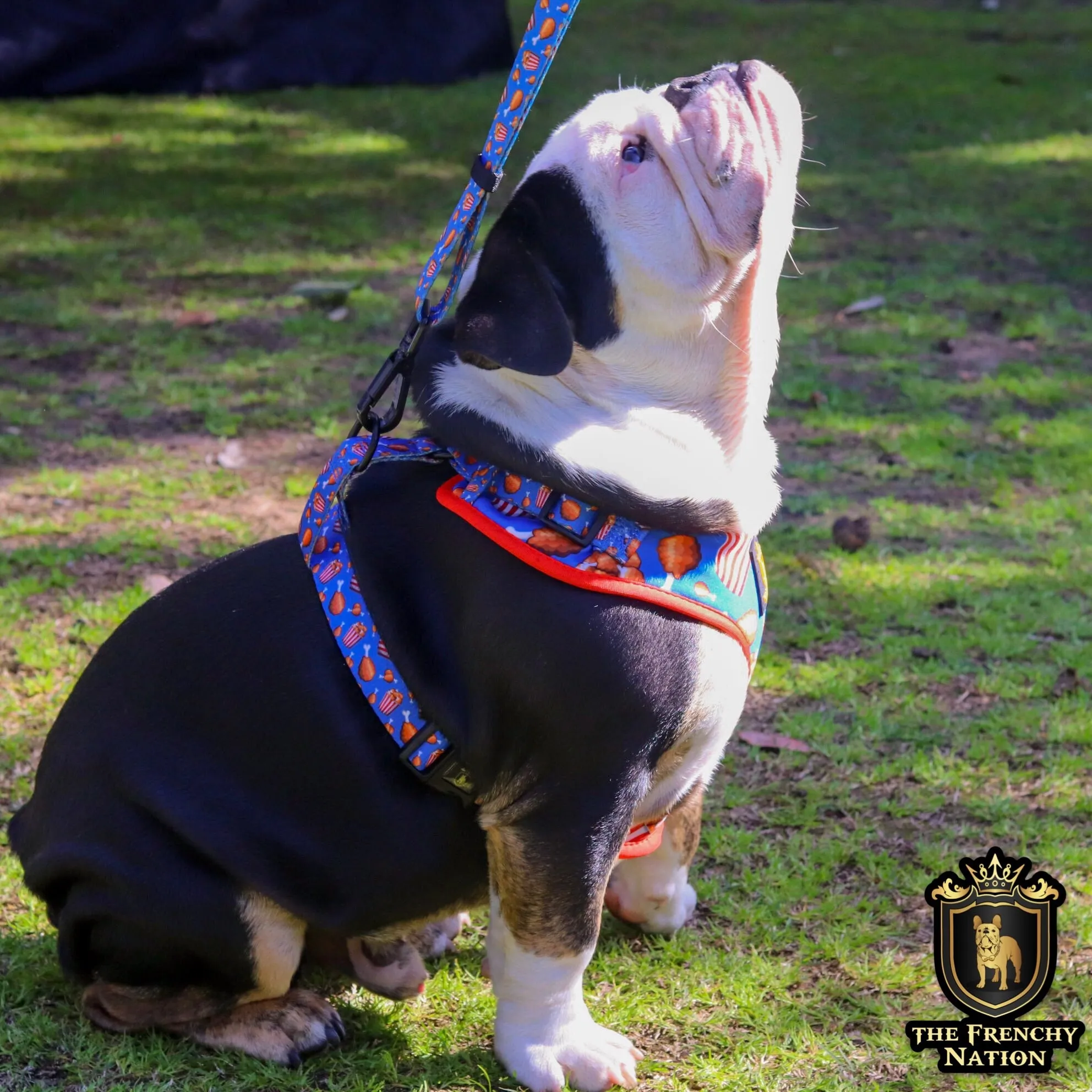 “Finger Licking Good"  Adjustable Harness ✨Bulldog collection ✨