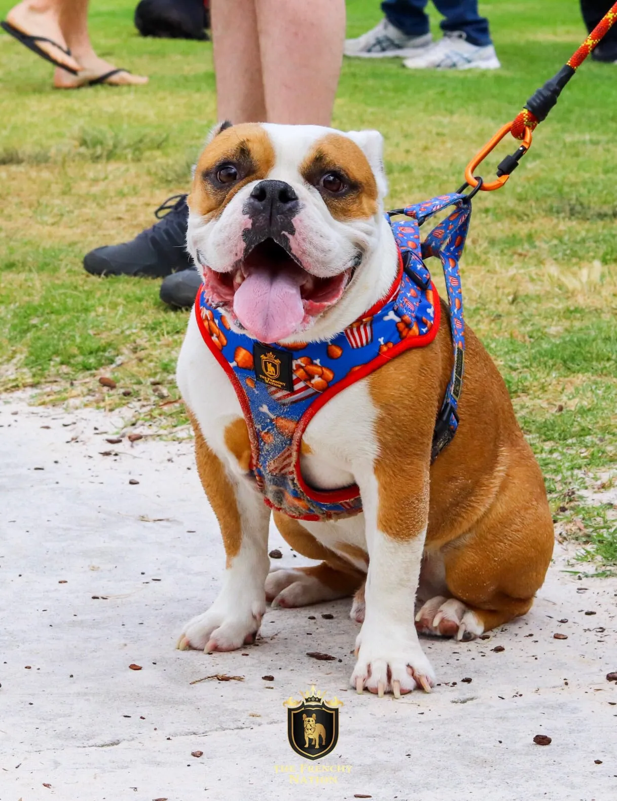 “Finger Licking Good"  Adjustable Harness ✨Bulldog collection ✨